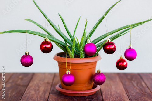 Aloe is decorated with New Year's toys