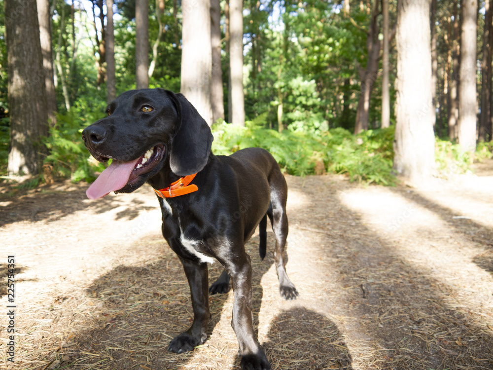Adopted Rescue Dog From Cyprus In Oxshott Woods With Tongue Out. Woods Are Blurred Out.