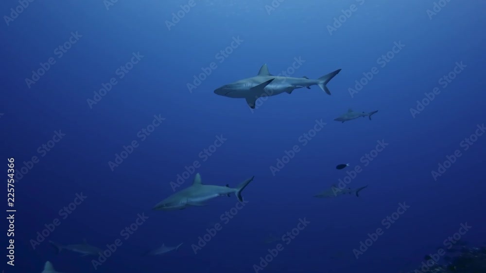 Sharks in sea, French Polynesia Sharks in sea, French Polynesia