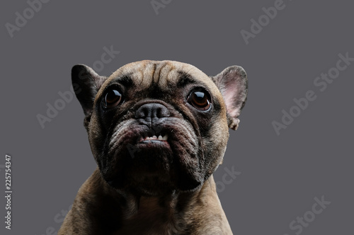 Close-up photo of a growling pug on gray background.