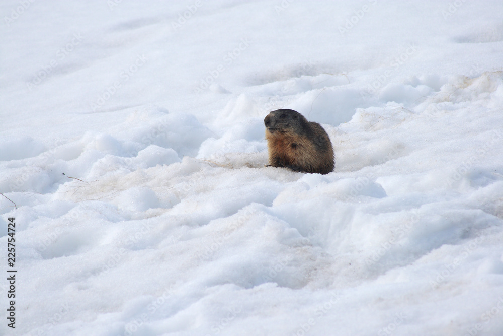 Marmot on a snow awoken in spring, Tatra Mountains, Poland