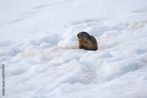 Obraz na płótnie Marmot on a snow awoken in spring, Tatra Mountains, Poland w salonie