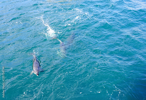 Wild dolphins playing in the water in the Bay of Islands, New Zealand
