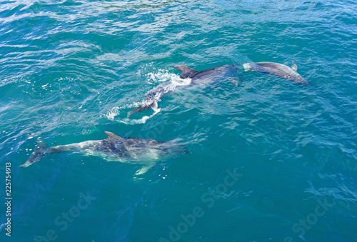 Wild dolphins playing in the water in the Bay of Islands  New Zealand