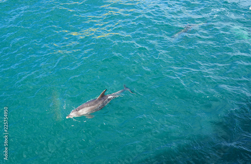 Wild dolphins playing in the water in the Bay of Islands  New Zealand