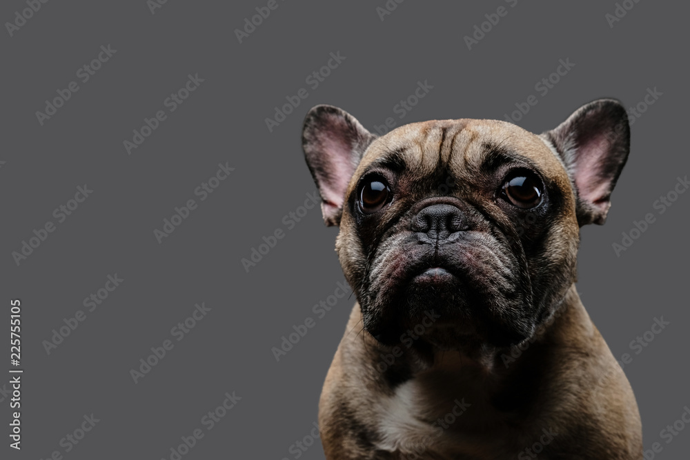 Close-up photo of a sad pug on a gray background.