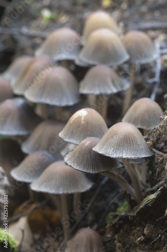 Coprinus micaceus mushroom