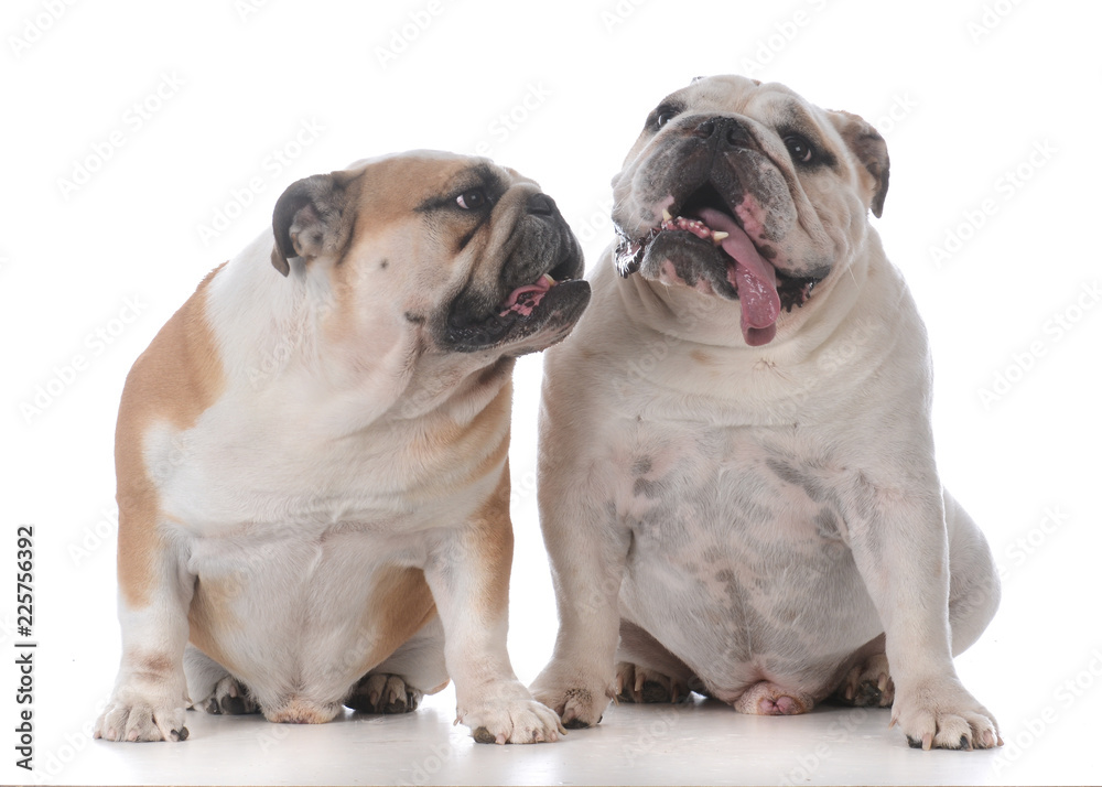 male and female bulldog puppies