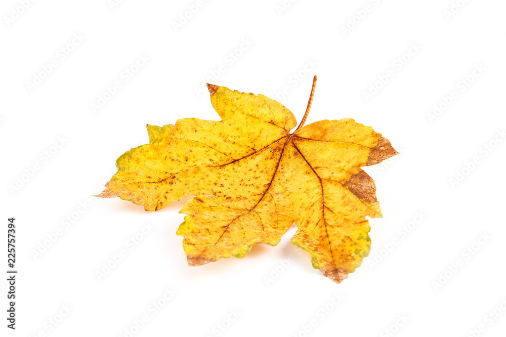 Close-up of maple autumn leaf on white