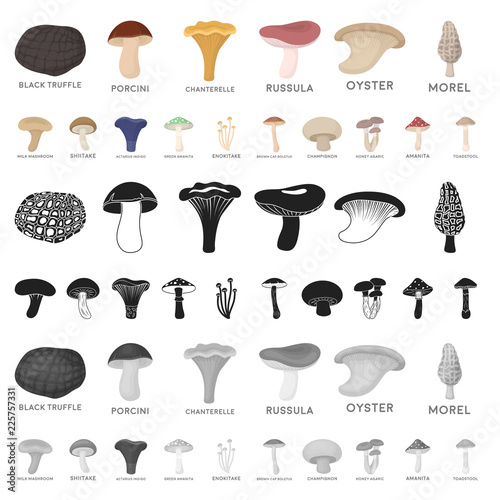 Poisonous and edible mushroom cartoon icons in set collection for design. Different types of mushrooms vector symbol stock web illustration.