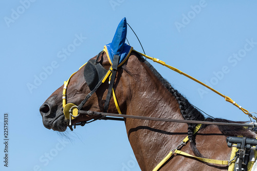 Horse portrait  of a trotter harnessed in a dvukhkolesky rocking chair on races on a hippodrome against the background of the blue sky. Yellow harness, protection against insects, blinders in the eyes