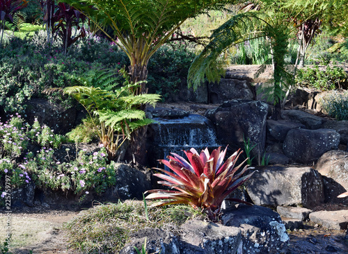 Aechmea alcantarea growing in the garden photo