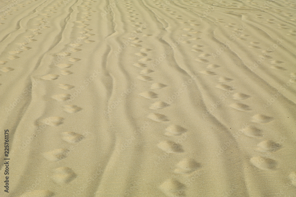 Fototapeta premium Man's footprints on the beach after cleaning