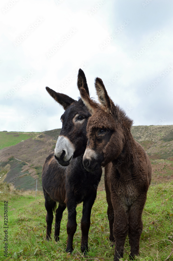 Obraz premium A mother donkey and her baby donkey in a field, in the countryside