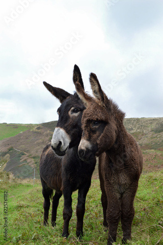 A mother donkey and her baby donkey in a field, in the countryside
