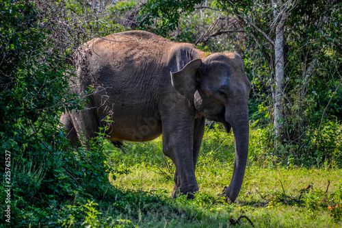 Elephants in Udawalawe Nationaparc Sri Lanka
