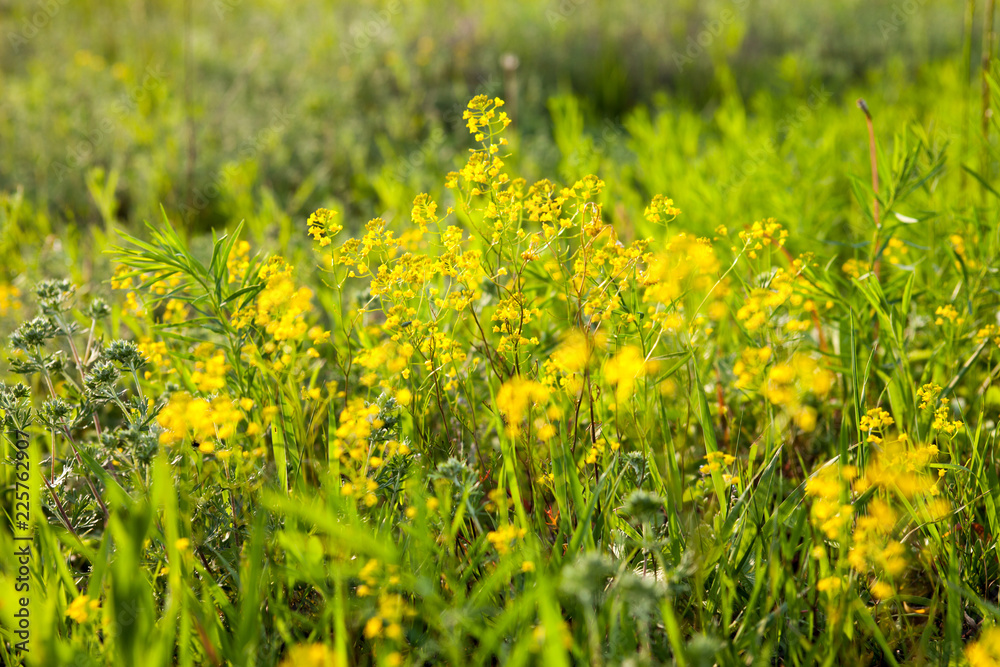 Yellow rapeseed flowers
