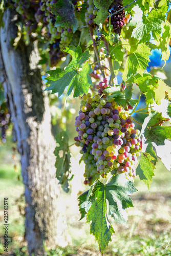 bunch of red grapes for the production of wine..harvest in Italy,