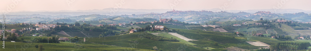 Panoramic rows of yellow grapevine stocks, autumn in Langhe monferrato Piedmont tuscany wine region, Italy