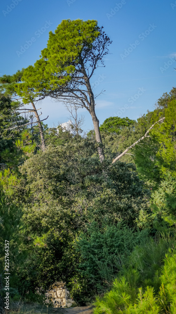 Pfad durch den Wald Pfad durch den Wald