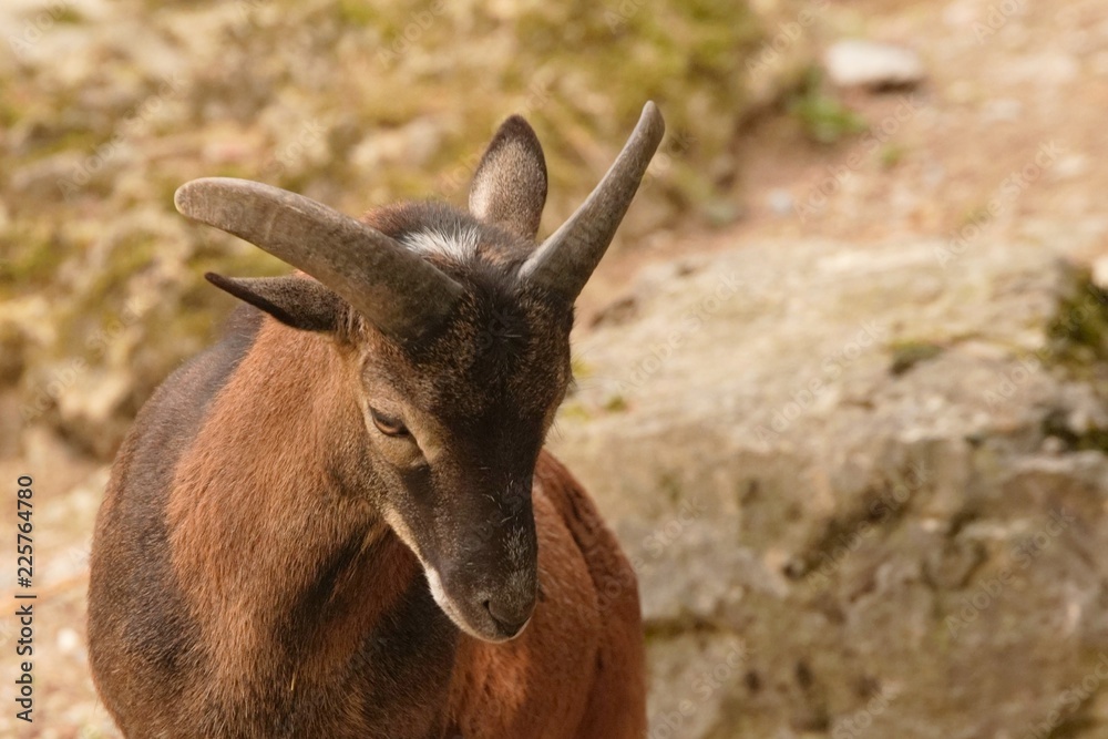 Fototapeta premium Junges Mufflonmännchen