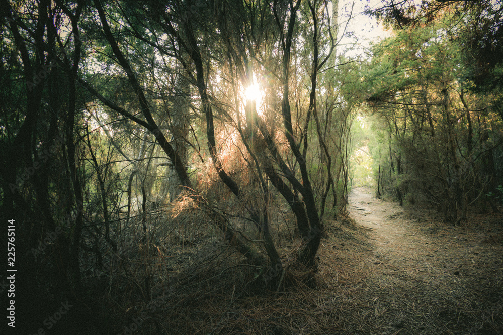 Fototapeta premium Pfad durch den Wald