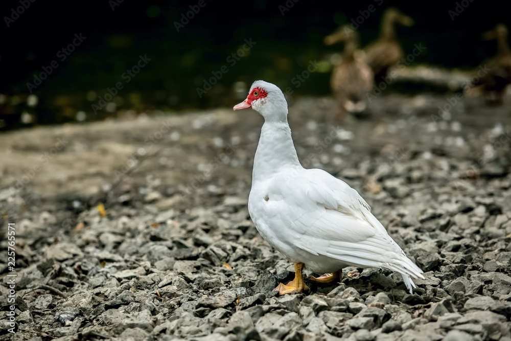 White south American duck, Cairina moschata, domestic farm animal, standing on stony water shore, blurry mallard ducks in background White south American duck, Cairina moschata, domestic farm animal, standing on stony water shore, blurry mallard ducks in background