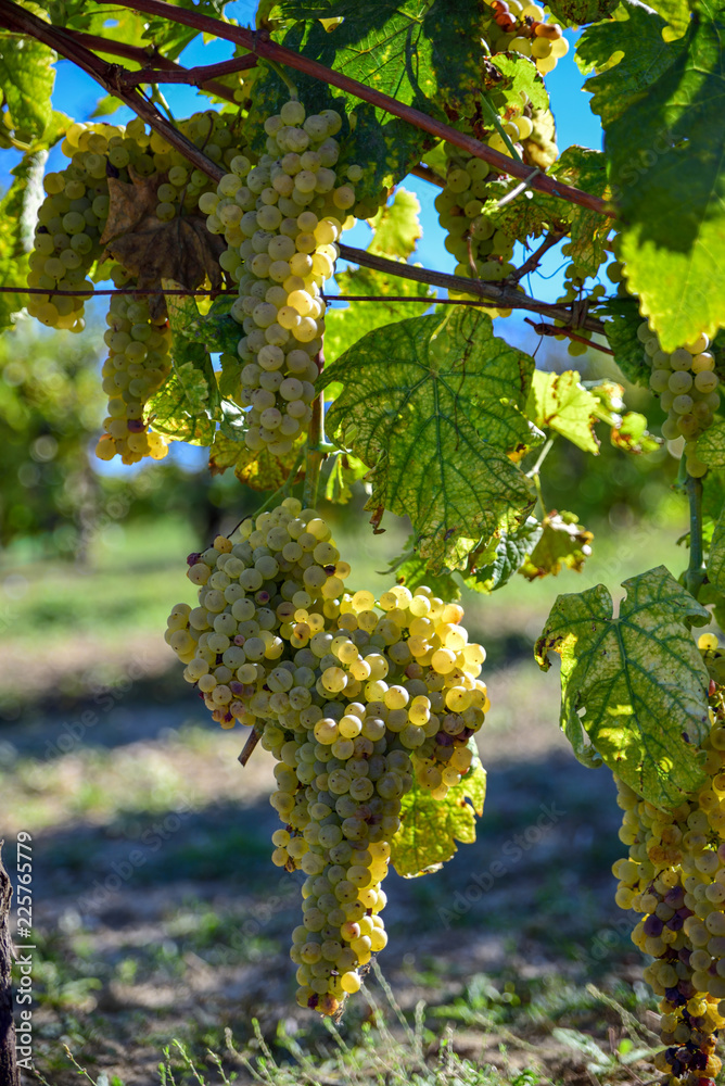 Vineyards with clusters of white grapes for the production of wine..Harvest in Italy