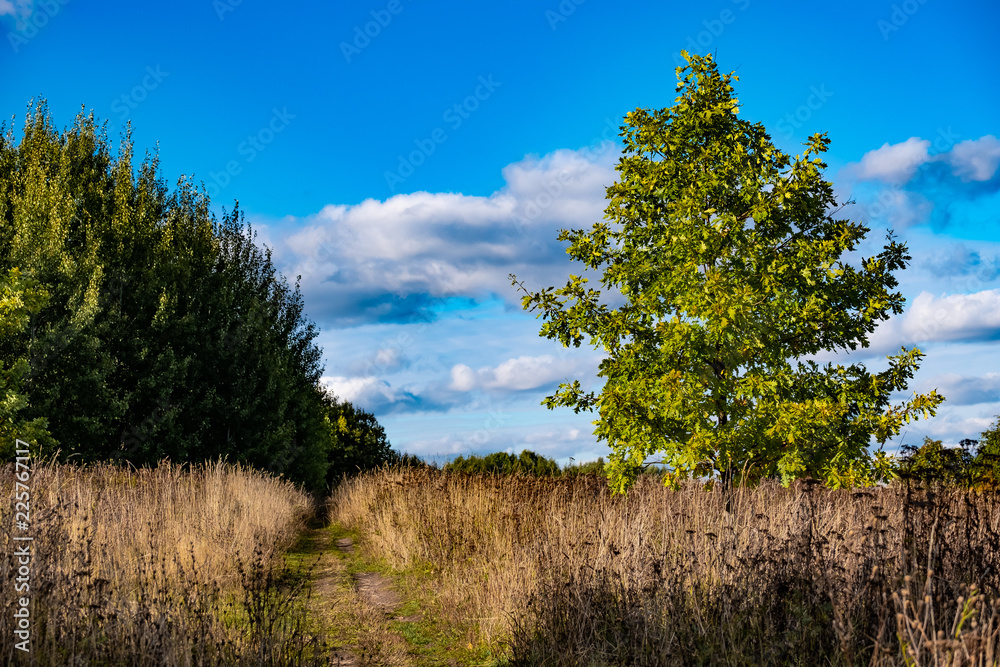 Path through the field along the forest