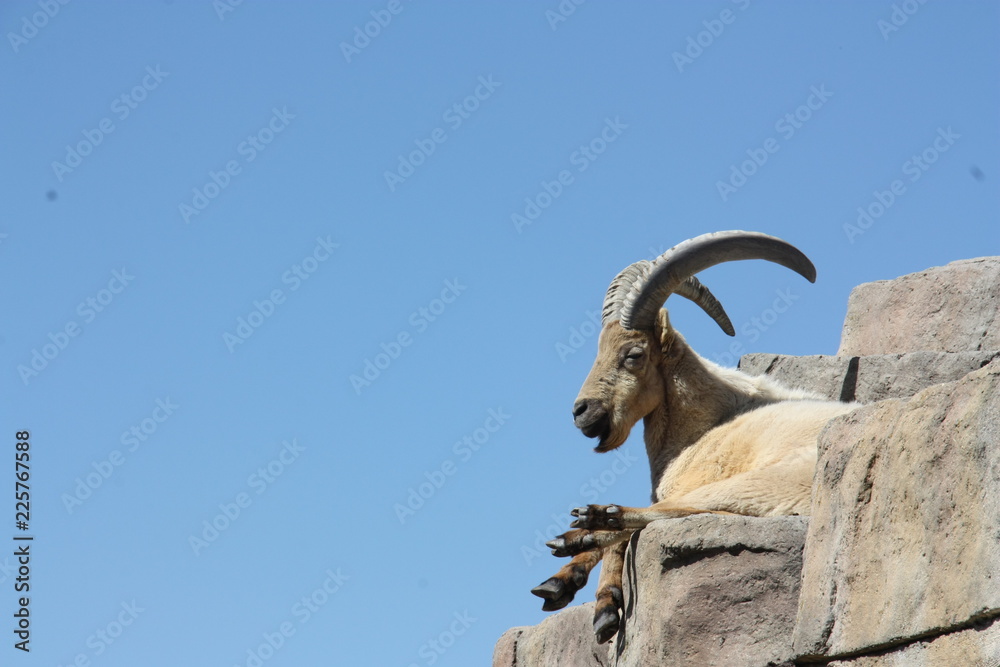 Ram Ram