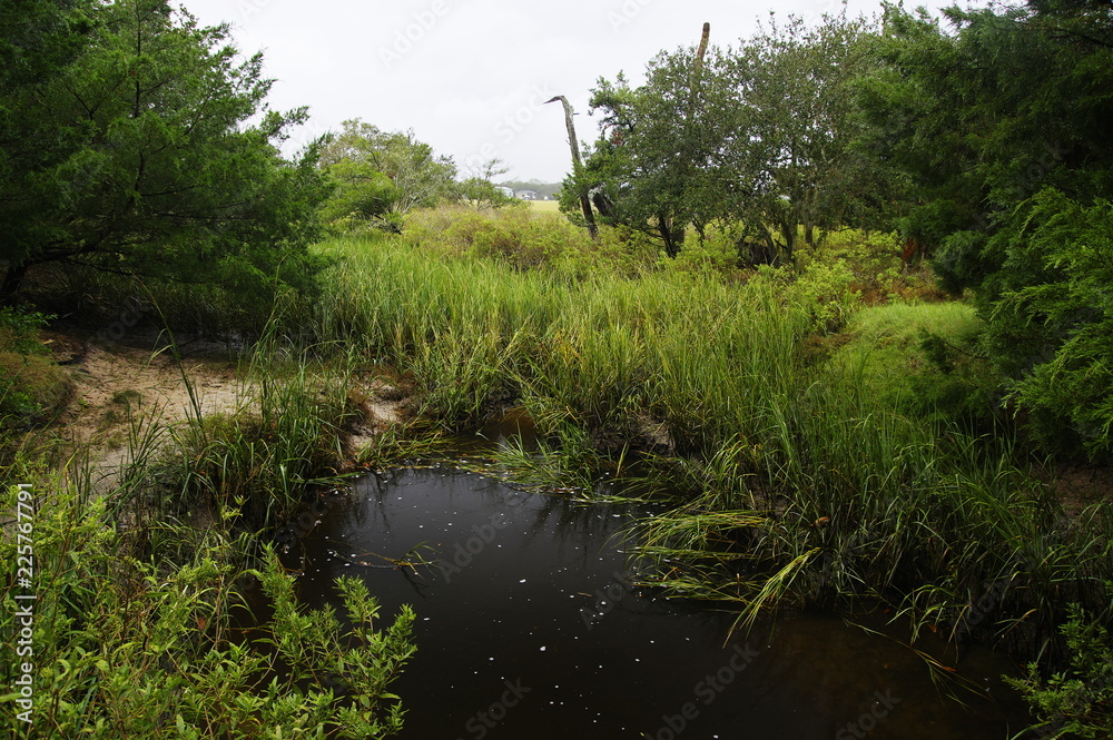 Obraz premium The marshland and lush tropical woods with abundant Spanish moss draping branches of live oak trees at Big Talbot Island State Park, Florida, USA