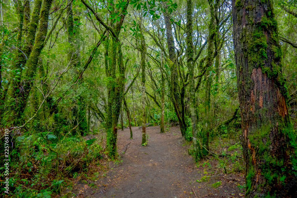 Beautiful natural path inside of the vegetation located in the forest around Saltos de Petrohue, Chile