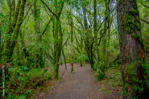 Beautiful natural path inside of the vegetation located in the forest around Saltos de Petrohue, Chile
