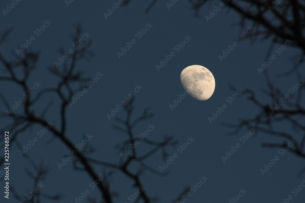 Moon with branches Moon with branches