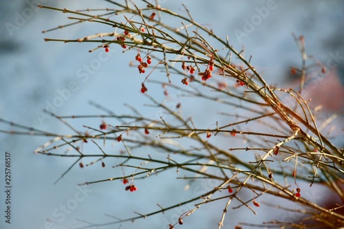 Winter berries