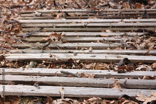 Leaves and fence
