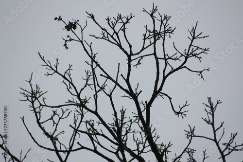 Tree branches