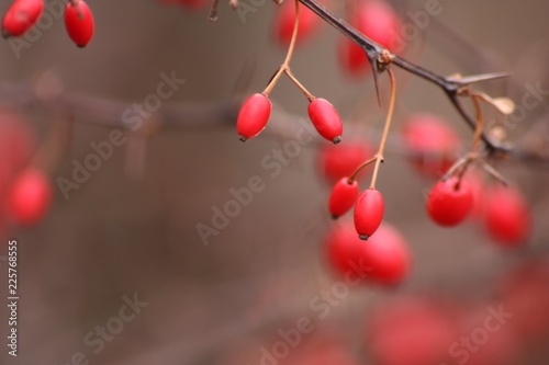 Winter berries