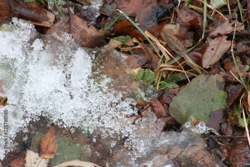 Snowy leaves
