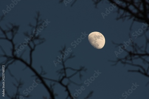 Moon with branches