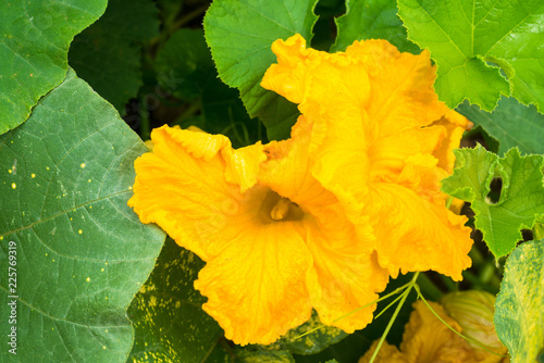 Pumpkin yellow flower and green leaves