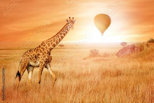 Giraffe in the African savannah at sunset with balloon in the sky. Wild nature of Africa. African adventure. photo
