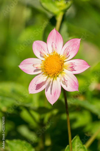 Fototapeta Naklejka Na Ścianę i Meble -  Halskrausen Dahlie (Asteraceae) blüht im Morgenlicht der Sommersonne.