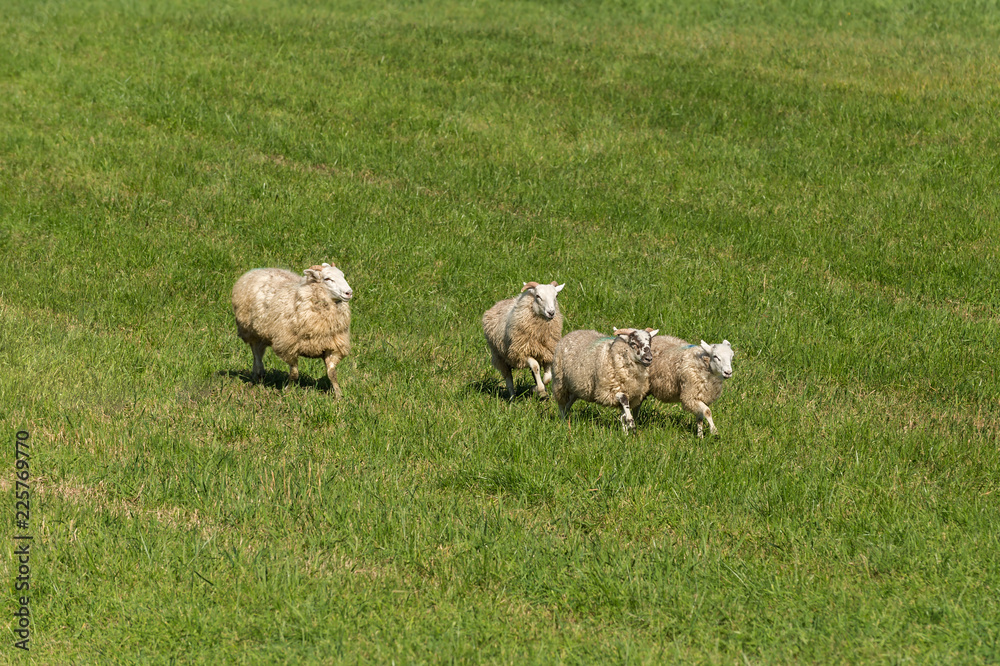 Fototapeta premium Group of Sheep (Ovis aries) Trot Across Grass