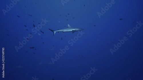 Wallpaper Mural Sharks in sea, French Polynesia Torontodigital.ca