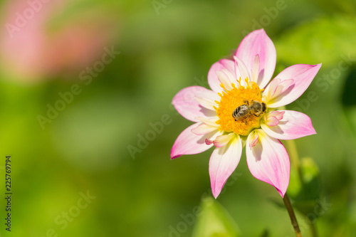 Fototapeta Naklejka Na Ścianę i Meble -  Halskrausen Dahlie (Asteraceae) blüht im Morgenlicht wird von Biene bestäubt.