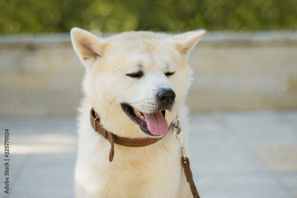 Japanese hunting dog breed kisyu, Beautiful portrait of a white dog close up Japanese hunting dog breed kisyu, Beautiful portrait of a white dog close up