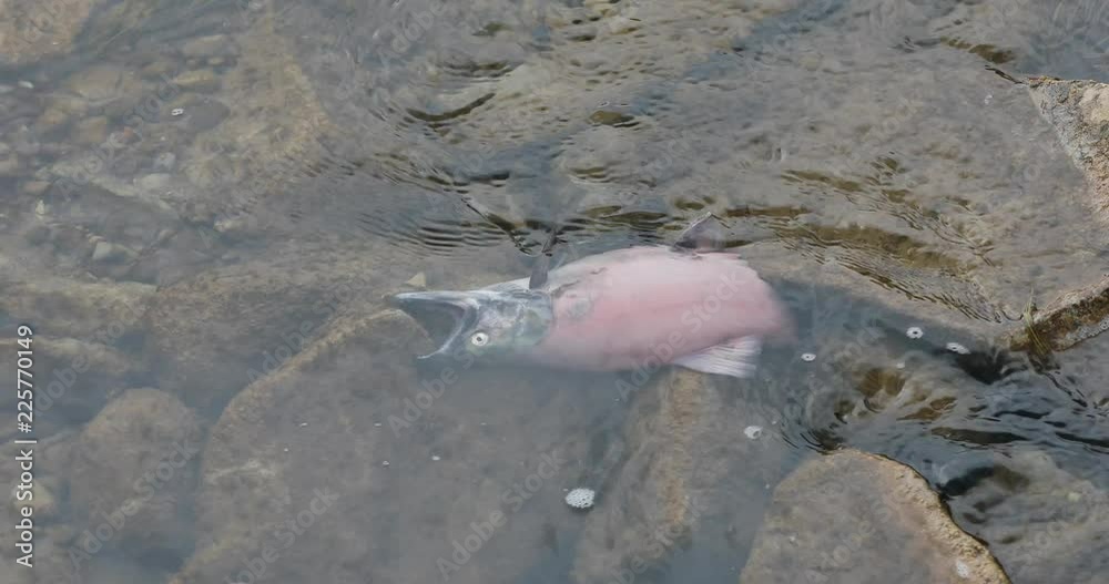 Video Stock Dead Kokanee Salmon after spawn mountain stream Utah