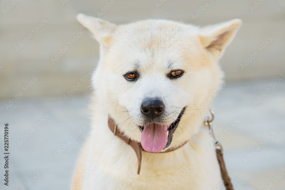 Japanese hunting dog breed kisyu, Beautiful portrait of a white dog close up