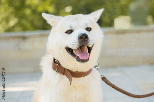 Japanese hunting dog breed kisyu, Beautiful portrait of a white dog close up